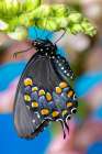 Spicebush butterfly on flowers of pink snapdragon. Art Print